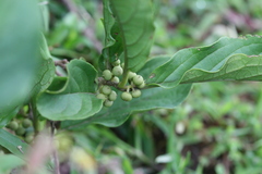 Maesa indica